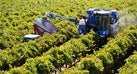 FPT Industrial Helps Set Grape Harvesting Record