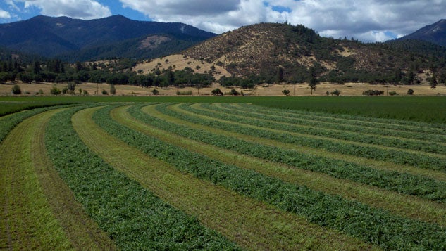 Alfalfa Field