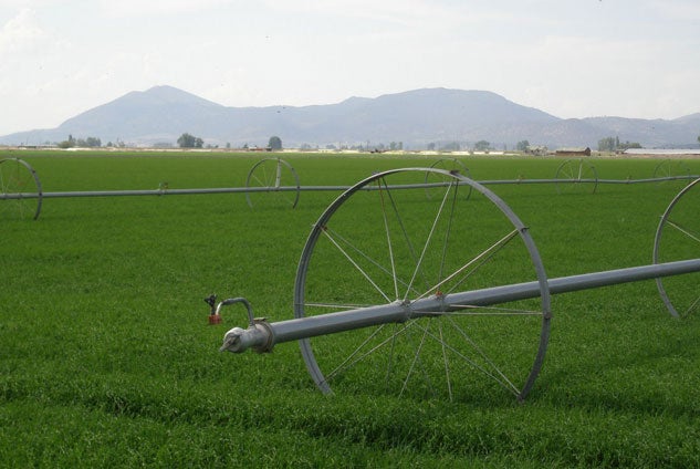 Alfalfa Field in Tulelake