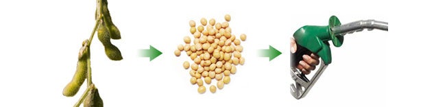 Biodiesel Process