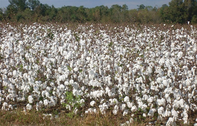 Cotton Field