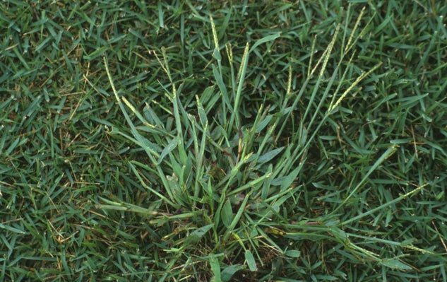 Crabgrass control in Delson and Saint-Constant