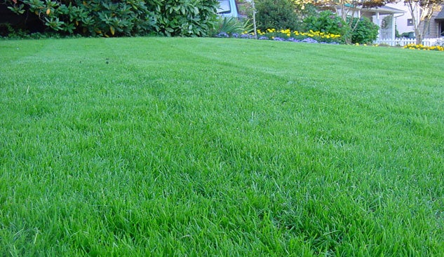 Healthy Green Lawn