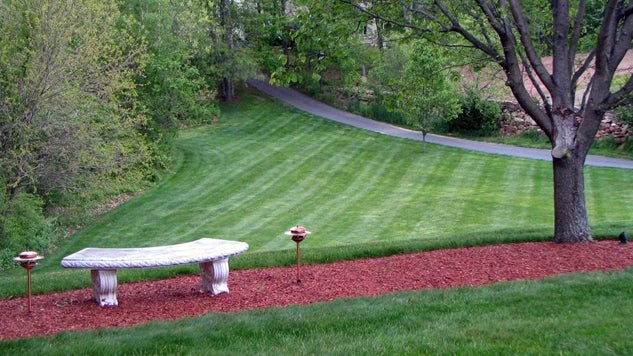 Healthy Lawn