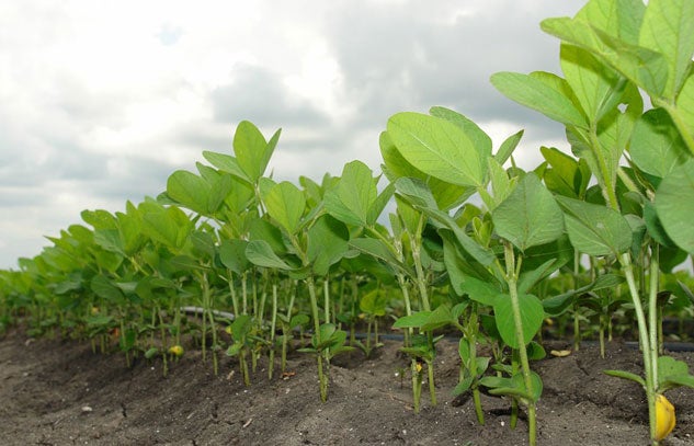 Soy Field