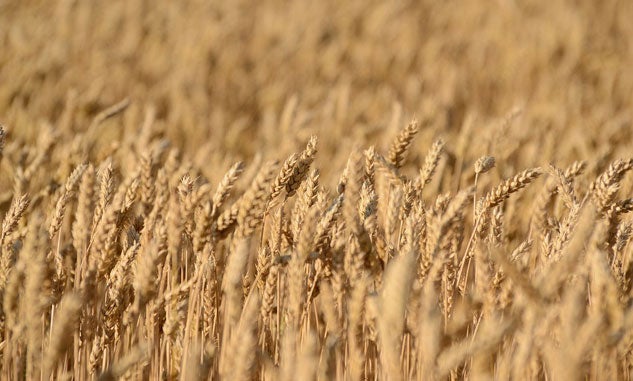 Wheat Field