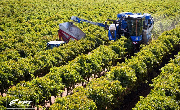 FPT Industrial Helps Set Grape Harvesting Record